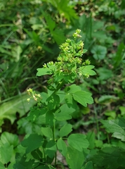 Thalictrum flavum