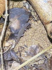 Sphaerodactylus townsendi
