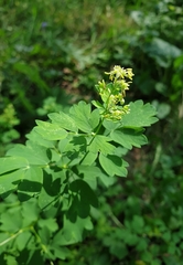 Thalictrum flavum