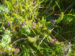 Muraltia serpylloides