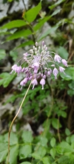Allium carinatum