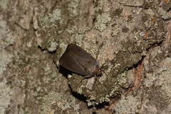 Amphipyra livida
