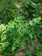 Thalictrum flavum