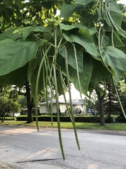 Catalpa