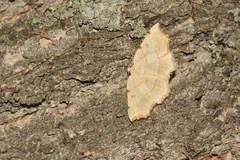 Eilicrinia trinotata