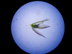 Muraltia serpylloides