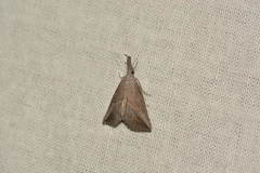 Zekelita ravulalis