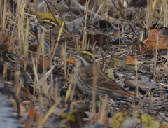Emberiza chrysophrys