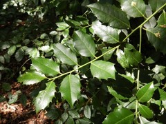 Ilex × altaclerensis