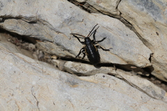 Arima marginata