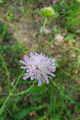 Knautia arvensis