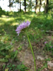 Knautia arvensis