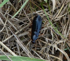 Loboptera