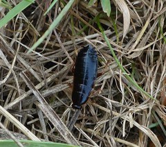 Loboptera