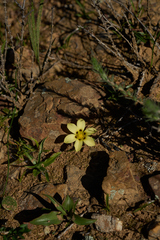 Moraea vuvuzela