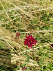 Knautia macedonica