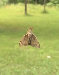 Lymantria dispar dispar