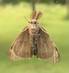 Lymantria dispar dispar