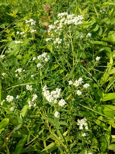 Pycnanthemum virginianum