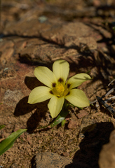 Moraea vuvuzela