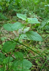 Mentha arvensis