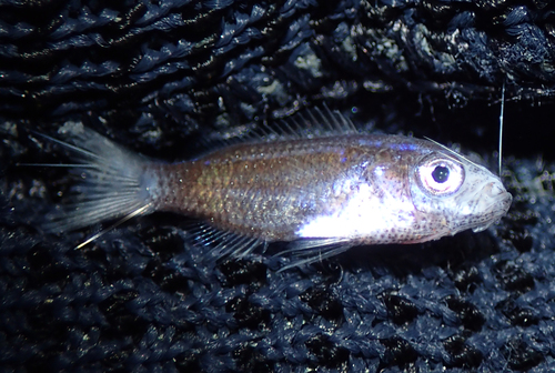 Mediterranean Damselfish