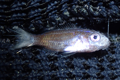 Mediterranean Damselfish