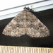 New Mexico Carpet Moth - Photo (c) Chuck Sexton, some rights reserved (CC BY-NC), uploaded by Chuck Sexton