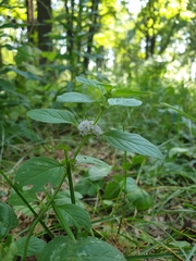 Mentha arvensis