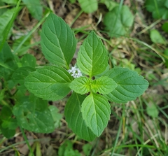 Mentha arvensis