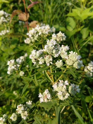 Pycnanthemum virginianum