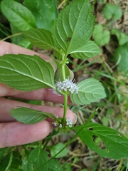 Mentha arvensis