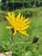 Crepis conyzifolia