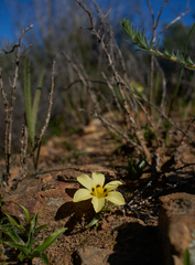 Moraea vuvuzela