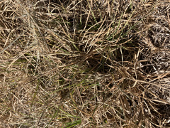 Cenchrus clandestinus