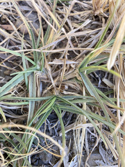 Cenchrus clandestinus