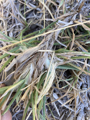 Cenchrus clandestinus