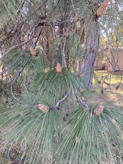 Pinus pinaster