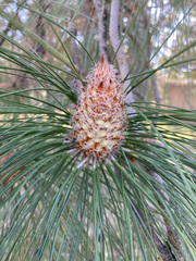 Pinus pinaster