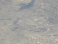 Carpiodes cyprinus