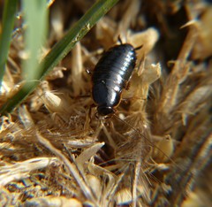 Loboptera
