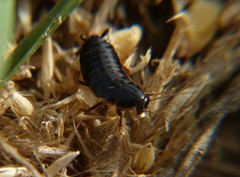 Loboptera