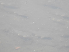 Carpiodes cyprinus