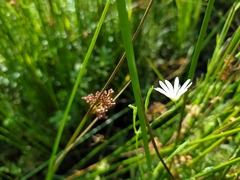 Stellaria palustris