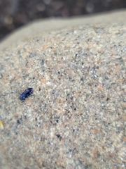 Chrysobothris chlorocephala