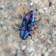 Chrysobothris chlorocephala