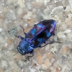 Chrysobothris chlorocephala