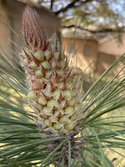 Pinus pinaster