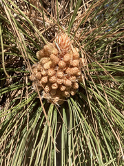 Pinus pinaster