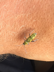 Chlorophorus glabromaculatus